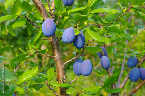 Pflaume Baum - plum tree