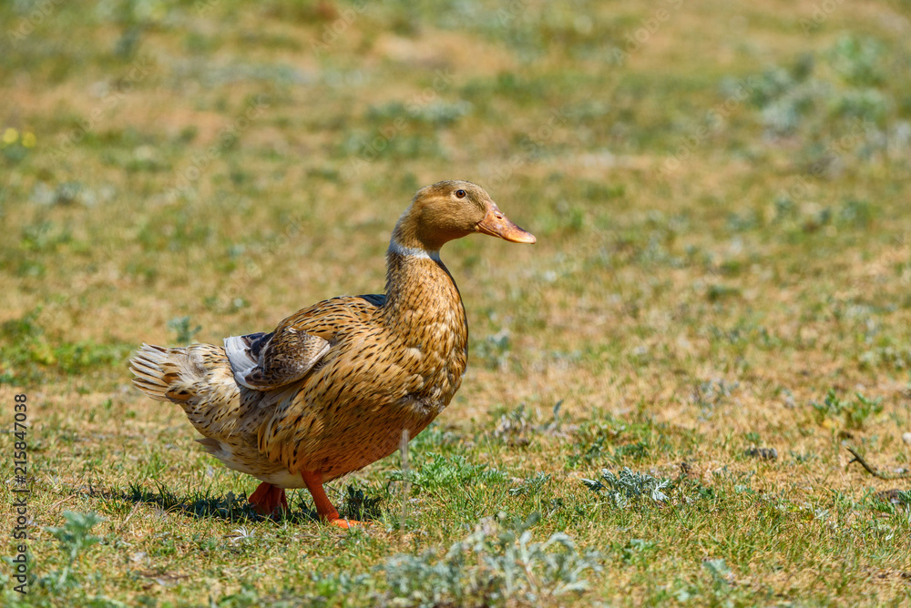 duck walks on a meadow duck walks on a meadow