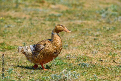 duck walks on a meadow