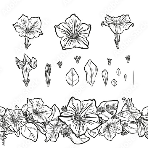 Vector set of outline petunia flowers and seamless decorative border for floral design. photo