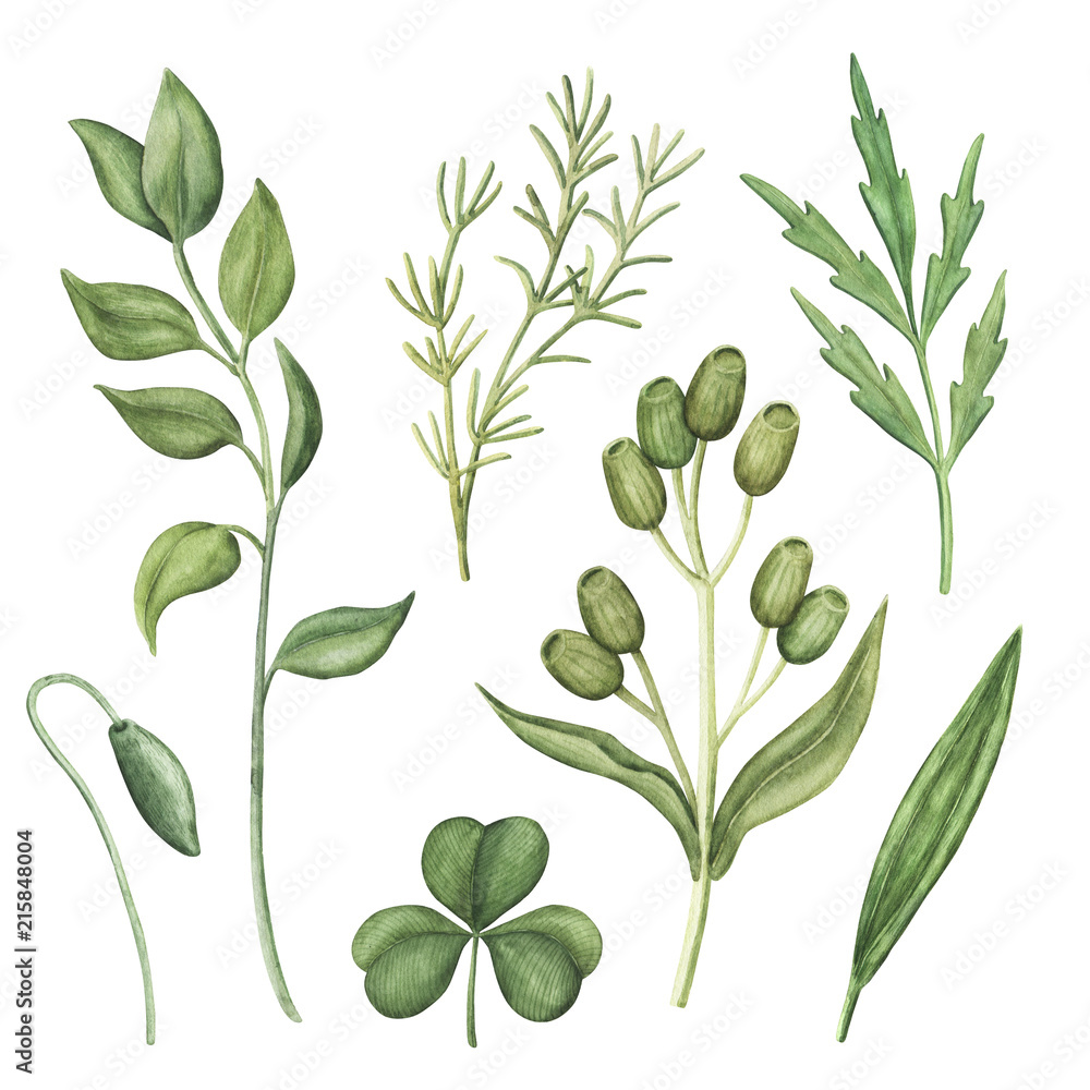 Set of wild summer greenery - wild meadow plants, stems and leaves, watercolour raster illustration isolated on white background. Set of hand-drawn watercolor greenery, green herbs and plants