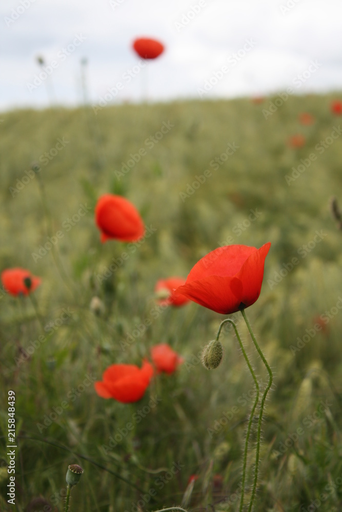 Naklejka premium Rote Mohnblüten im Kornfeld
