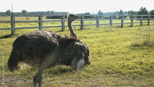 Home ostrich farm in summer photo