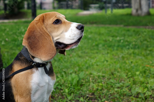 Beautiful tri-color Beagle puppy English. Sitting on the green grass. Beagle is a breed of small hounds.