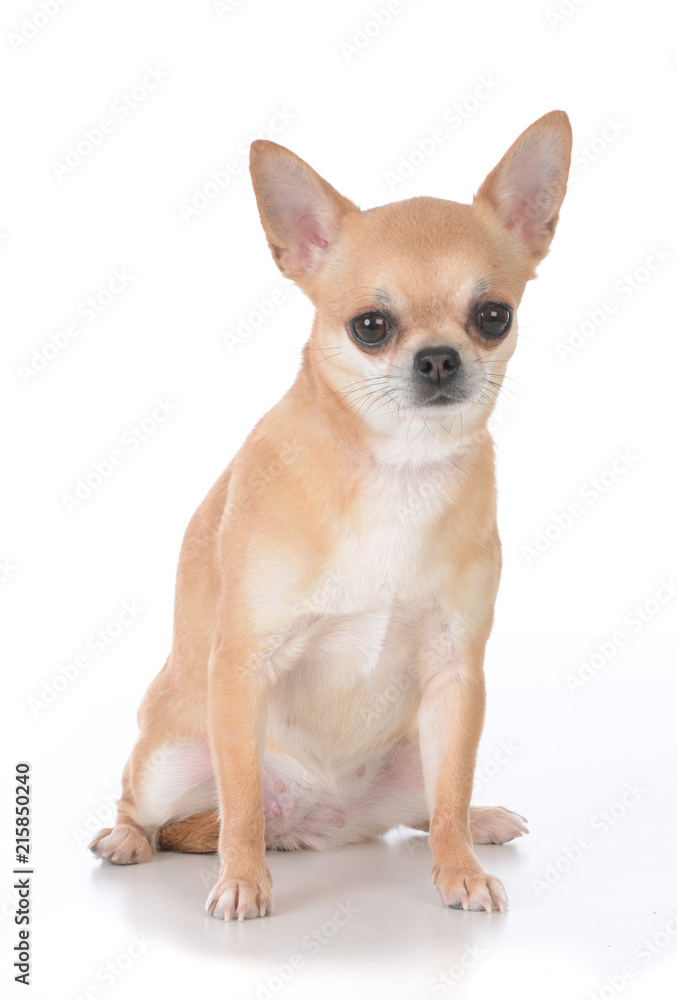 female short haired chihuahua