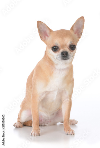 female short haired chihuahua © Willee Cole