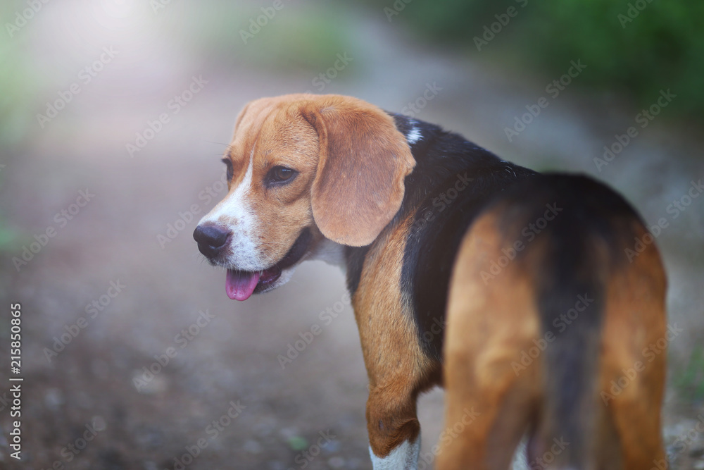 Portrait of a beagle dog  outdoor on sunny day.