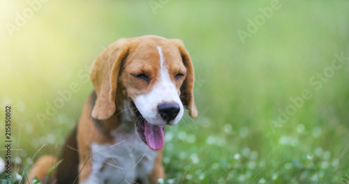 Beagle dog yawn while playing on the green grass outdoor in the park.