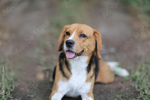 Beagle dog sits on the road outdoor.