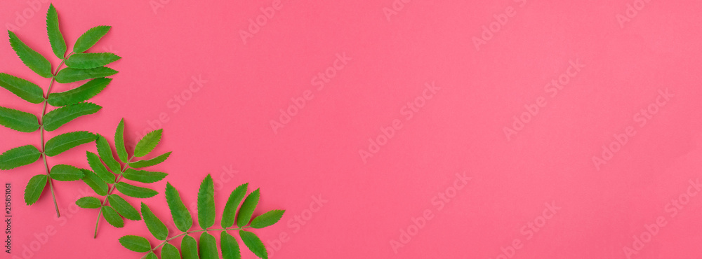 Green rowan tree leaves on bright pink background Green rowan tree leaves on bright pink background