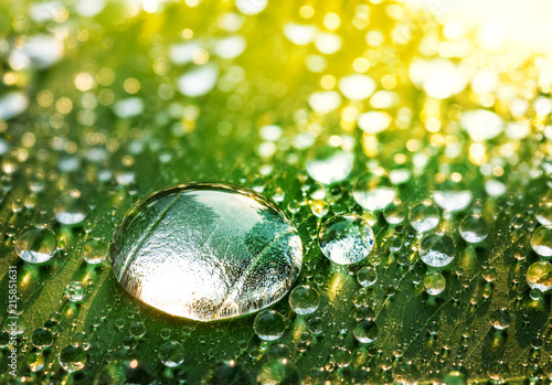 Large Transparent Water Drops, Rain Drops on Green Leaf in Sun Light, Natural Background