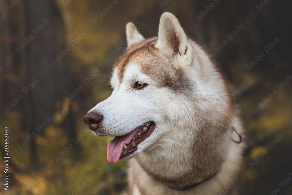Close-up Portrait of cute Beige and white dog breed Siberian Husky sitting in fall season on a bright forest background.