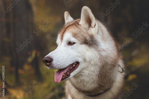 Close-up Portrait of cute Beige and white dog breed Siberian Husky sitting in fall season on a bright forest background.