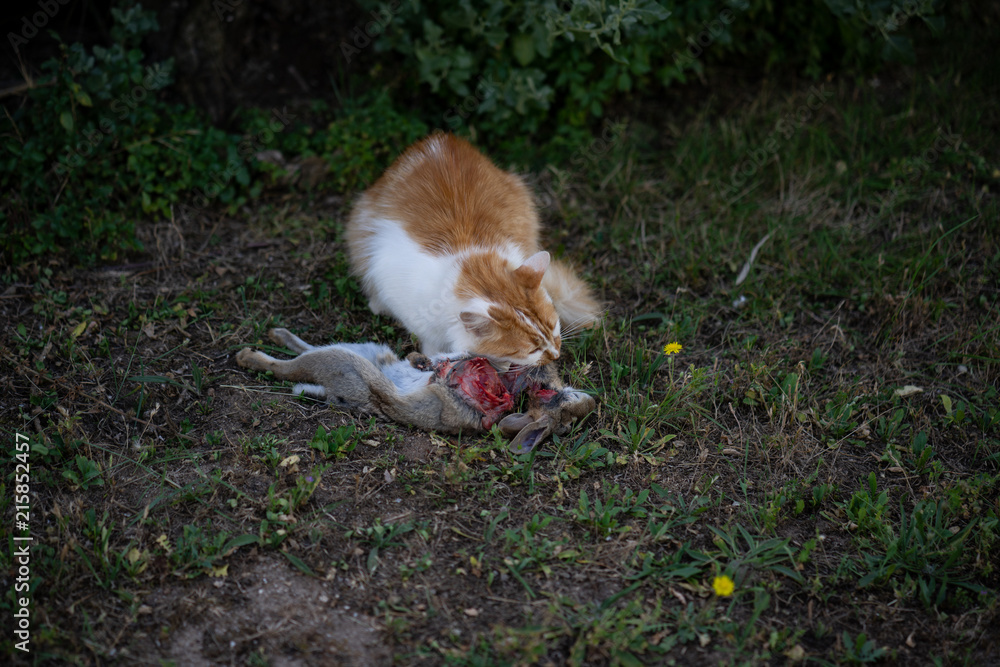 Cat killed rabbit Cat killed rabbit
