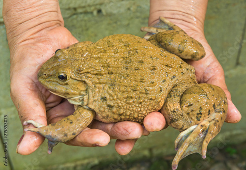 Big common frog in hand on nature background.A frog is any member of a diverse and largely carnivorous group of short-bodied, tailless amphibians composing the order Anur. photo