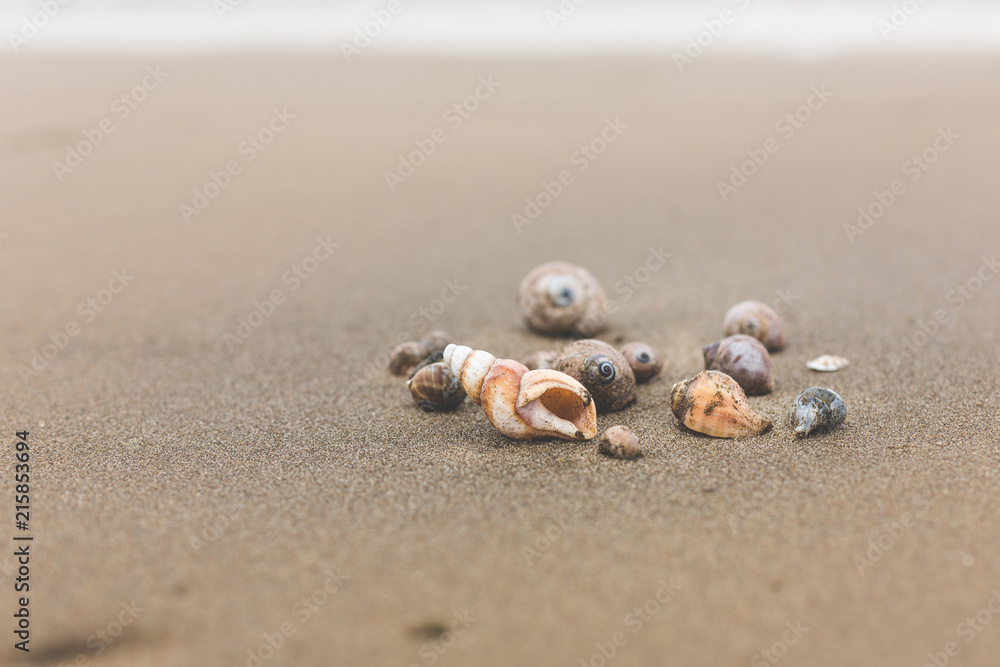 Different Sea shells on a beach with sand beach background Different Sea shells on a beach with sand beach background