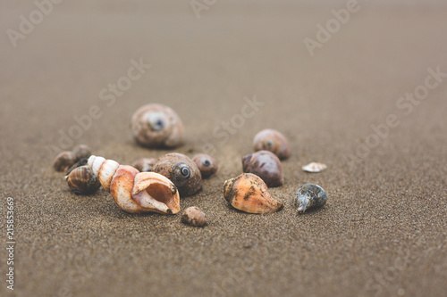 Different Sea shells on a beach with sand beach background