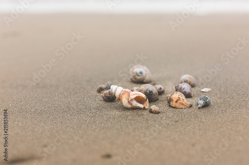 Different Sea shells on a beach with sand beach background