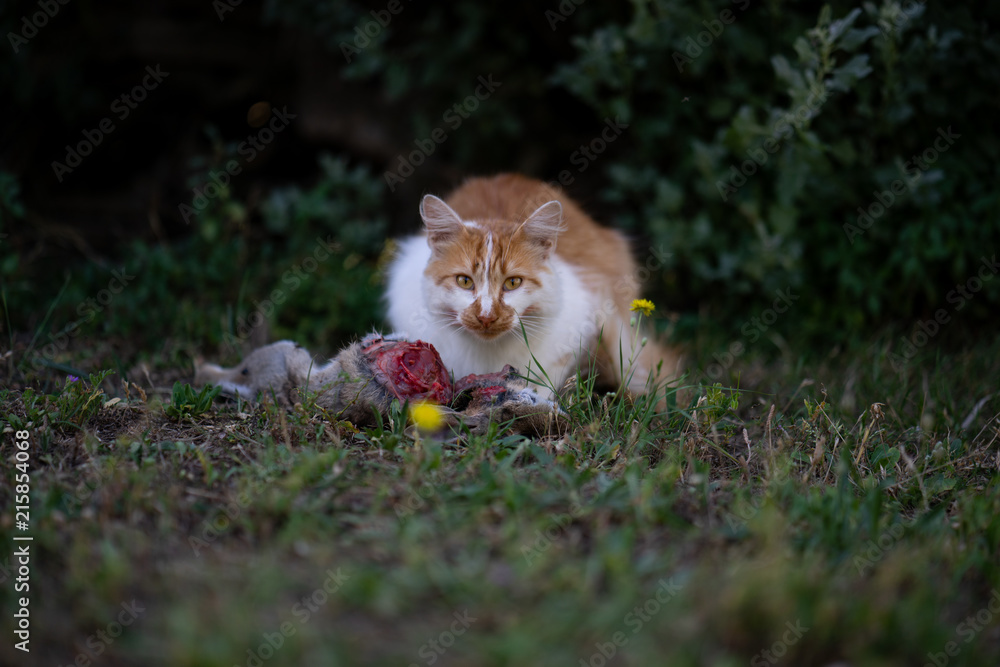 Cat killed rabbit Stock Photo Adobe Stock