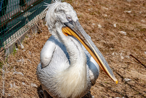 Pelican sitting on the ground photo