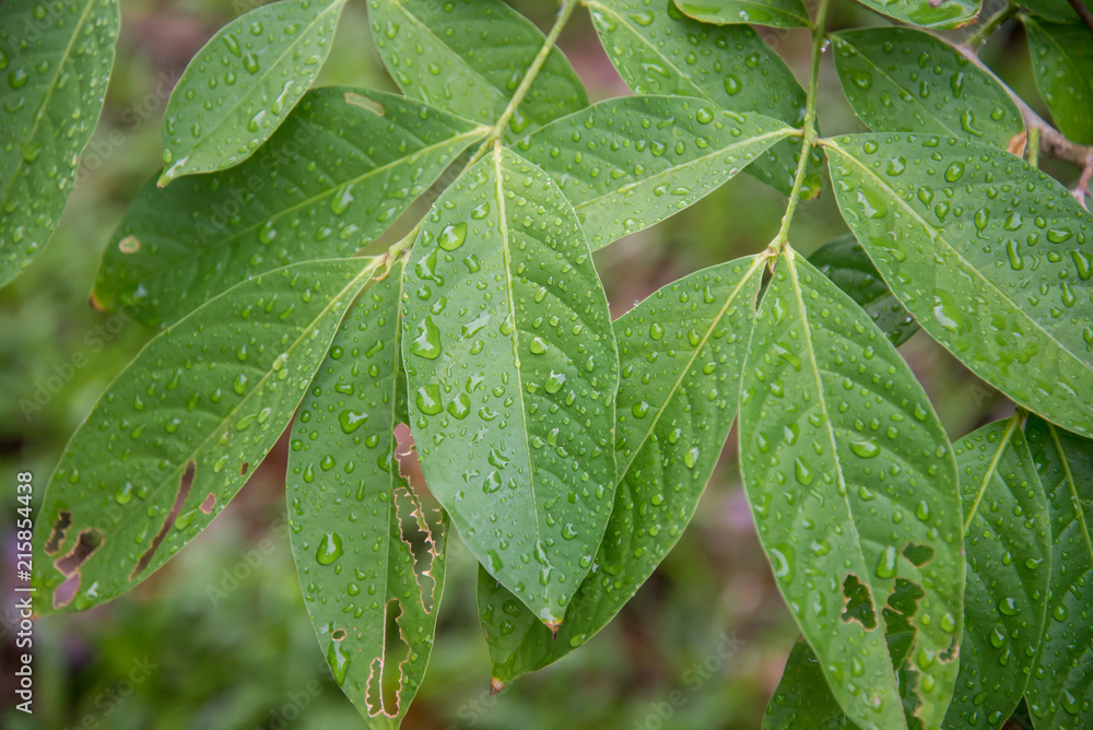Green leaves background