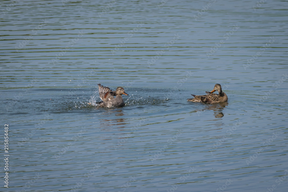 Fototapeta premium Gadwall duck (Anas strepera) splashing and washing as another preens feathers