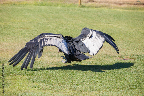 Condor of the Andes or Vultur gryphus  the largest bird on the planet walking on the grass. 