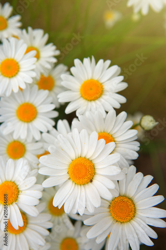 Macro shot of big daisies.