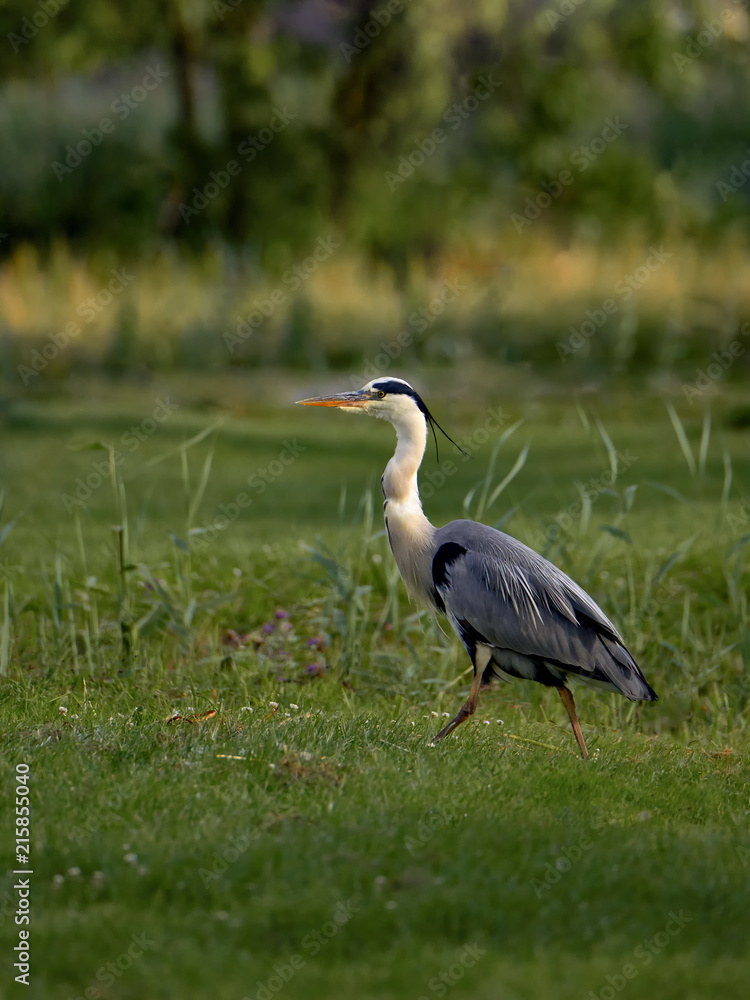 Gray heron (Ardea cinerea) - a species of large water bird from the heron family
