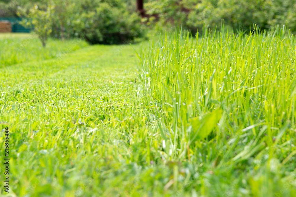 Trimmed and grown green grass. Lawn mowing in garden Trimmed and grown green grass. Lawn mowing in garden