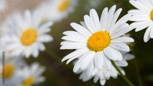 Macro shot of big daisies.