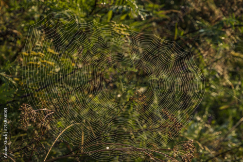 Spider cobweb in morning in national park Sumava