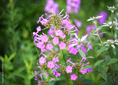 A closeup of pink wildflowers.