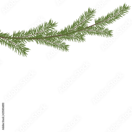 Christmas tree branche in the corner. Green fir tree branch.