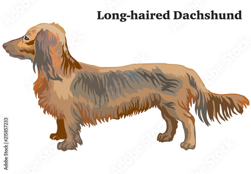 Colored decorative standing portrait of dog Long-haired Dachshund vector illustration