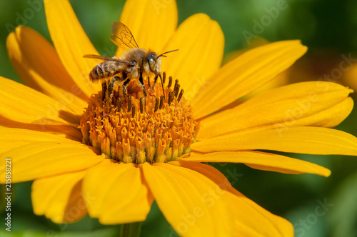 bee on a yellow flower collects nectar, green background macro photo close up