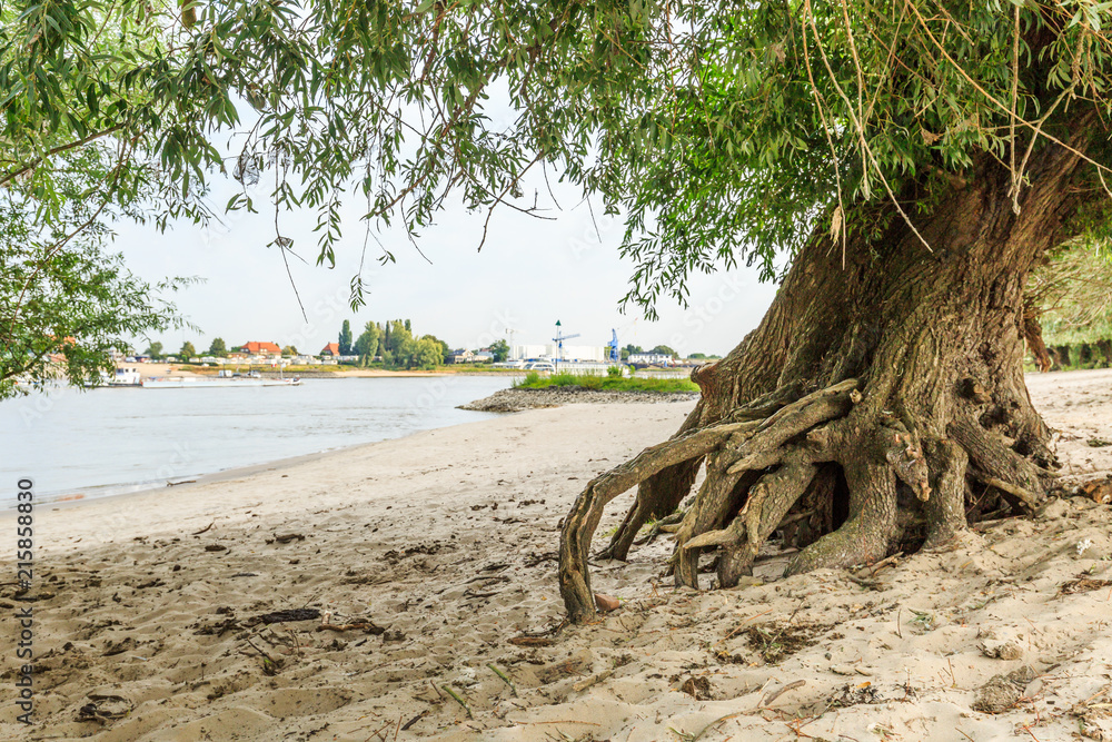 Landscape of a summery river bank along the river Waal at Millingerwaard with worn willow trees standing on bare roots because sand has been washed away by roots by running high water Landscape of a summery river bank along the river Waal at Millingerwaard with worn willow trees standing on bare roots because sand has been washed away by roots by running high water