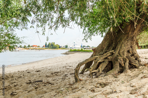 Landscape of a summery river bank along the river Waal at Millingerwaard with worn willow trees standing on bare roots because sand has been washed away by roots by running high water
