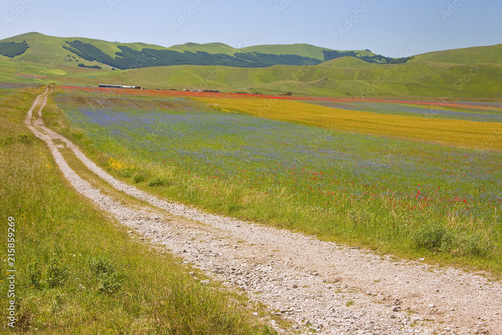 A magnificent sunrise in Castelluccio di Norcia. expecting more to the thousand colours of flowering
A magnificent sunrise in Castelluccio di Norcia. expecting more to the thousand colours of flowering
