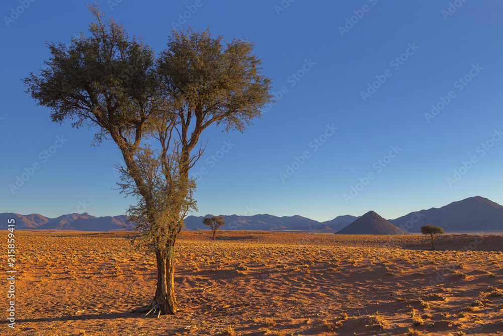 Naklejka premium Camelthorn tree in dry country