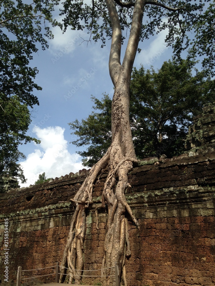 tree, angkor, cambodia, temple, ancient