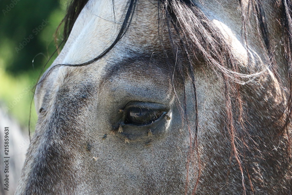 beautiful eye with flys of a daplle gray horse