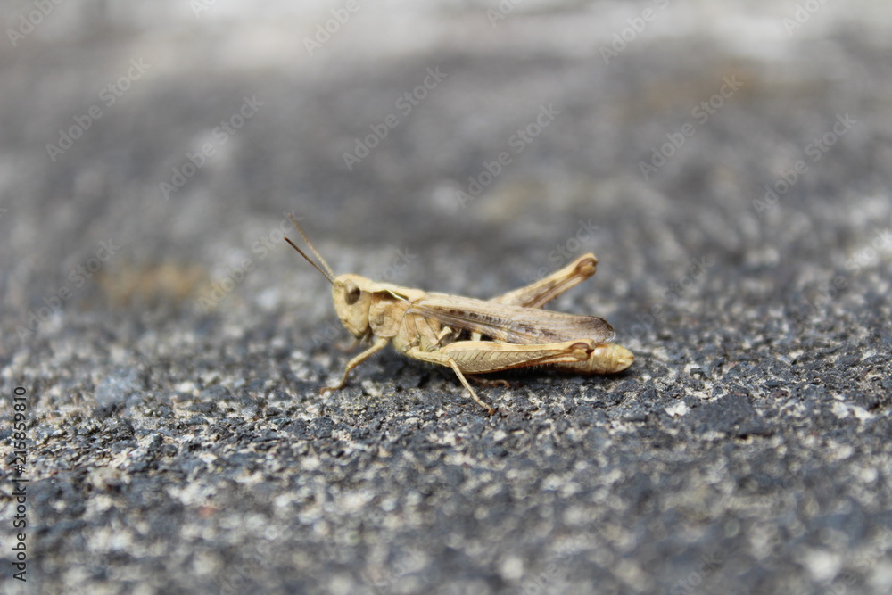 Heuschrecke Heuschrecke