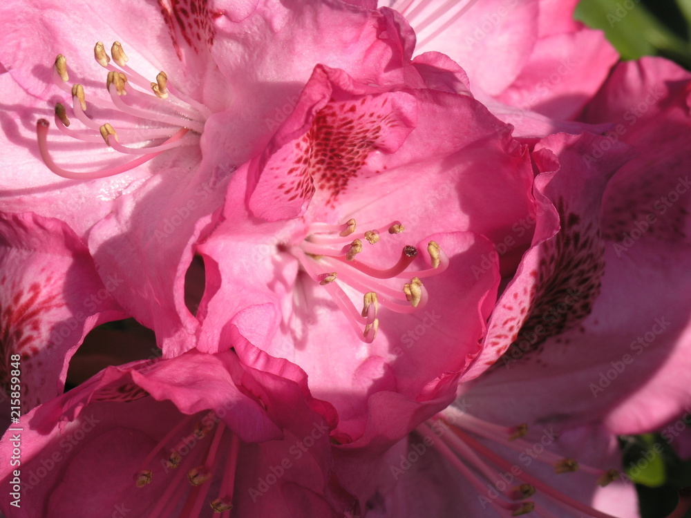 Rhododendron pink