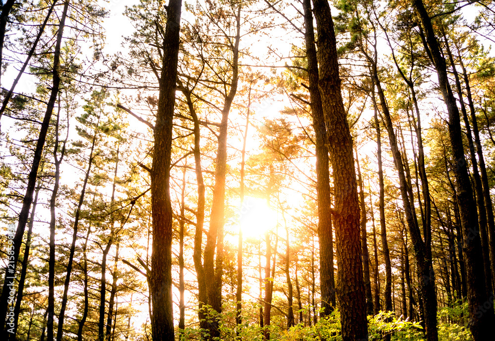 Tall pine tree forest on the hill with orange flare light. Tall pine tree forest on the hill with orange flare light.
