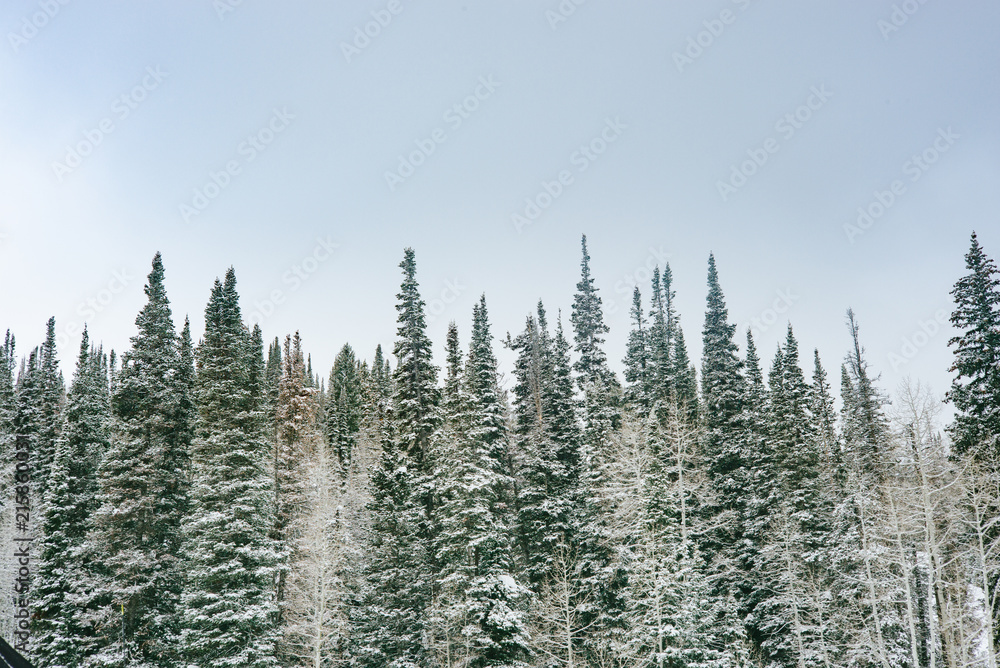 Pines in snow in the Wasatch Mountains, Utah Pines in snow in the Wasatch Mountains, Utah