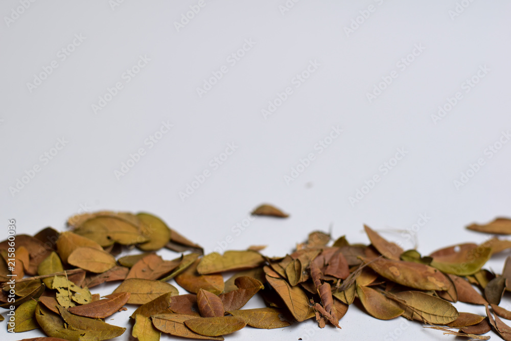background of Isolated Autumn Leaves - Place For Your Design, Text background of Isolated Autumn Leaves - Place For Your Design, Text