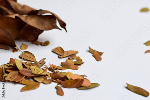 background of Isolated Autumn Leaves - Place For Your Design, Text