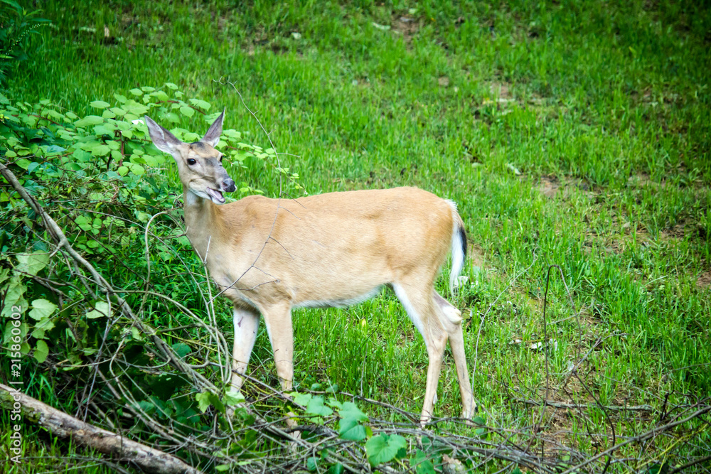 Whitetail Deer Doe Feeding Whitetail Deer Doe Feeding