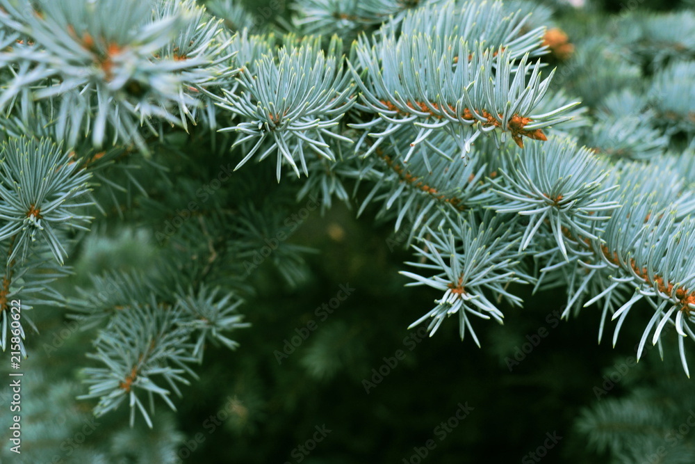 Blue spruce branch - Needles